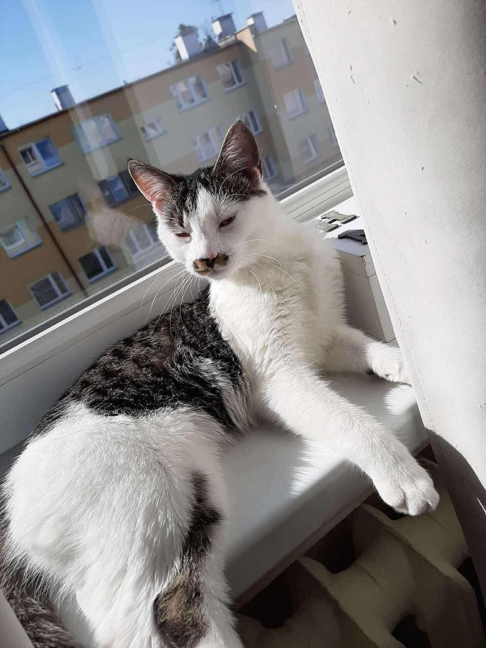 Oddam śliczną kotkę