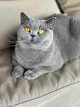 Fêmea  British  Shorthair azul com LOP