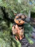 Yorkshire Terrier York ZKwP FCI