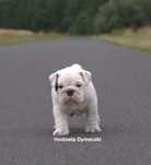 Buldog angielski samiec