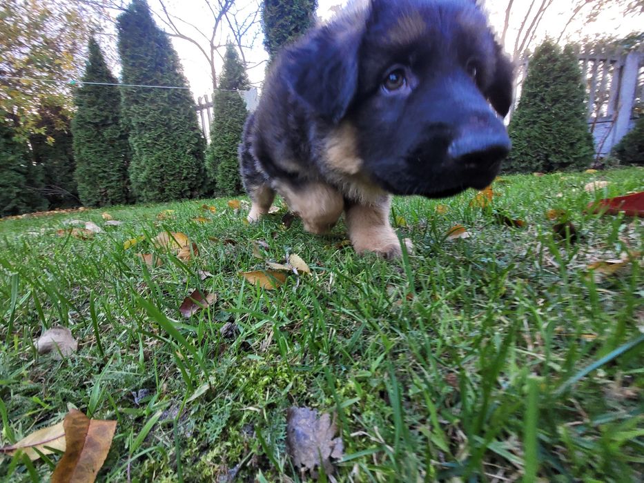 Owczarek niemiecki długowłosy