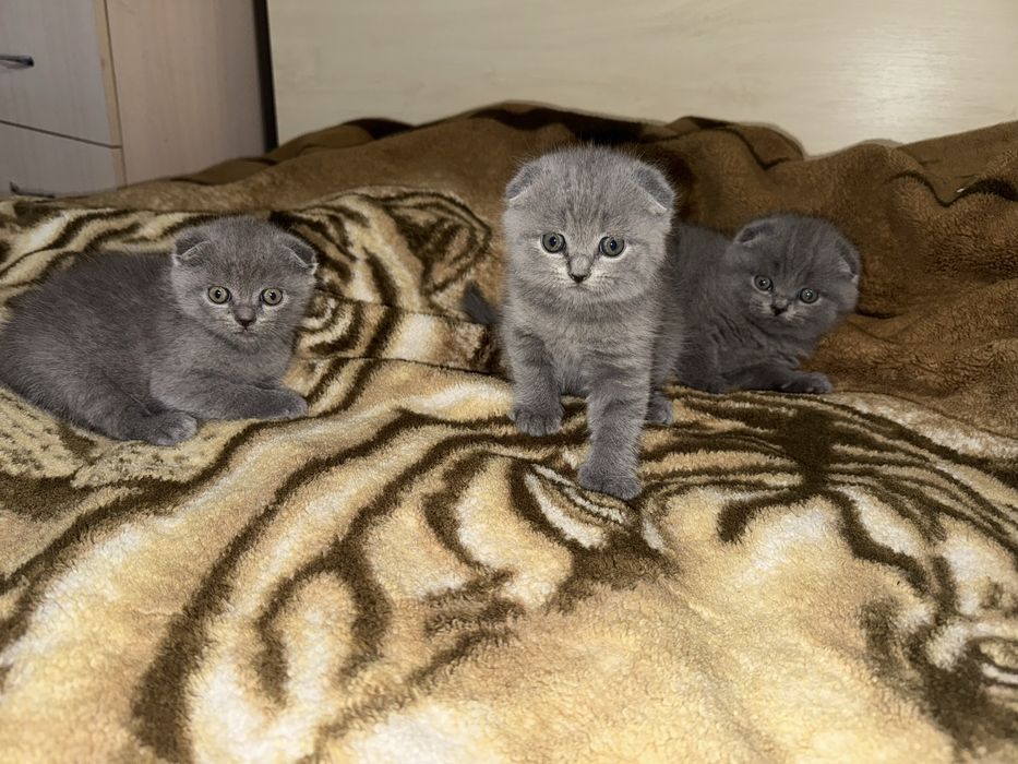 Шотландські висловухі котики