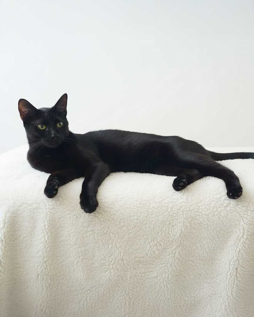 Setúbal / Margem Sul / Lisboa — BEETLEJUICE, gatinho para adoção