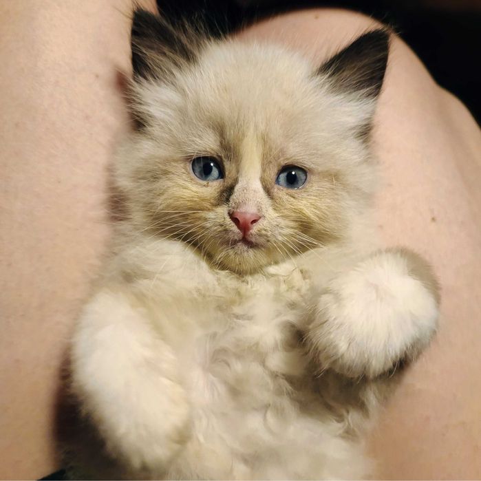 Kotka Kocurek Syberyjski Neva Masquarade ROOWÓD dla ALERGIKÓW