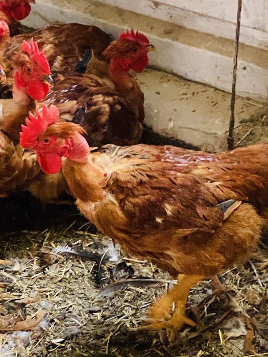 Galos e galinhas de exelente qualidade.