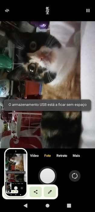 gatinha perdida para adoção  grátis