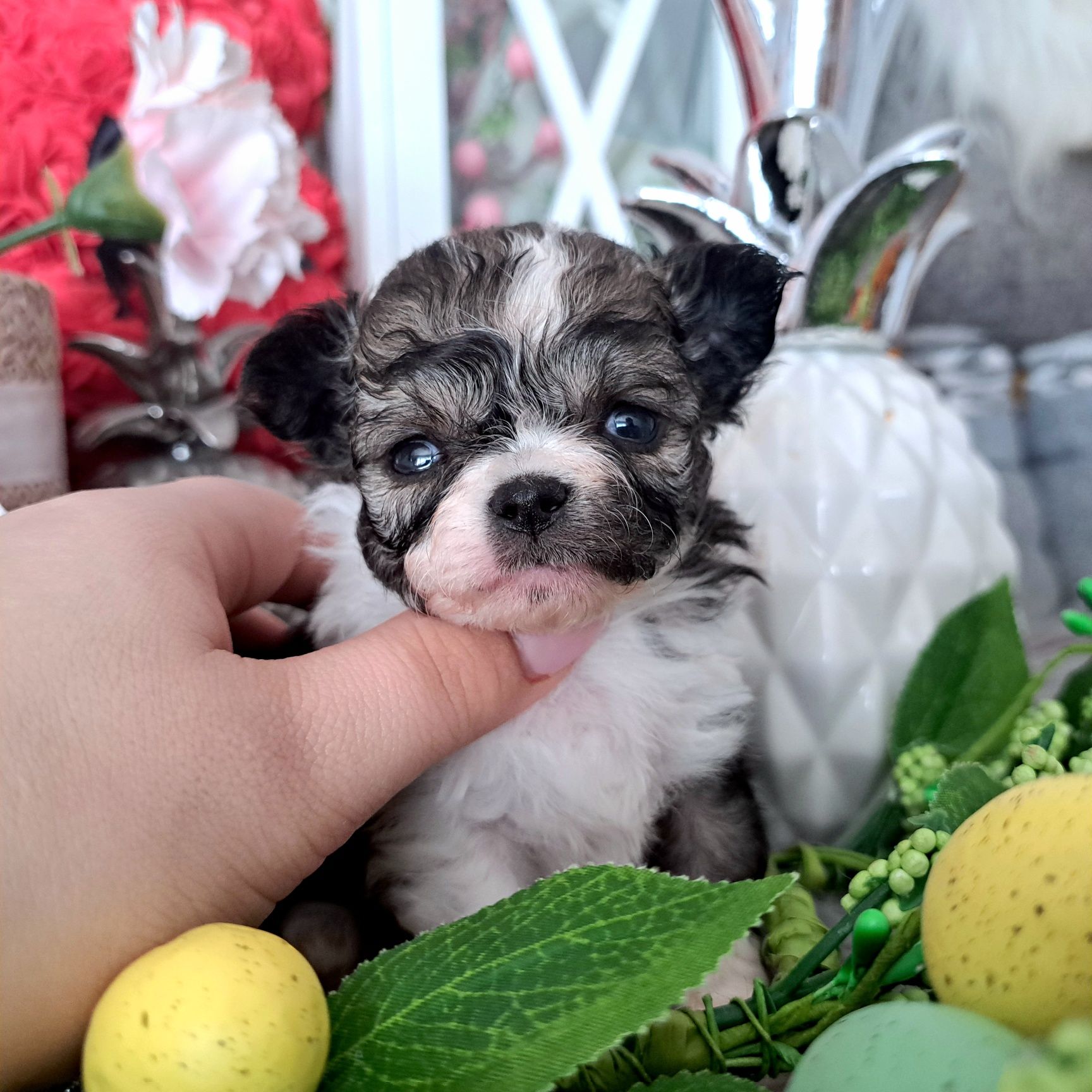 Boni cudna dziewczynka Chihuahua długowłosa