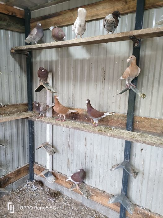 Gołębie ozdobne rzeszowskie wystawowe młode