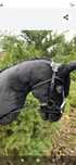 Hobby Horse Sport