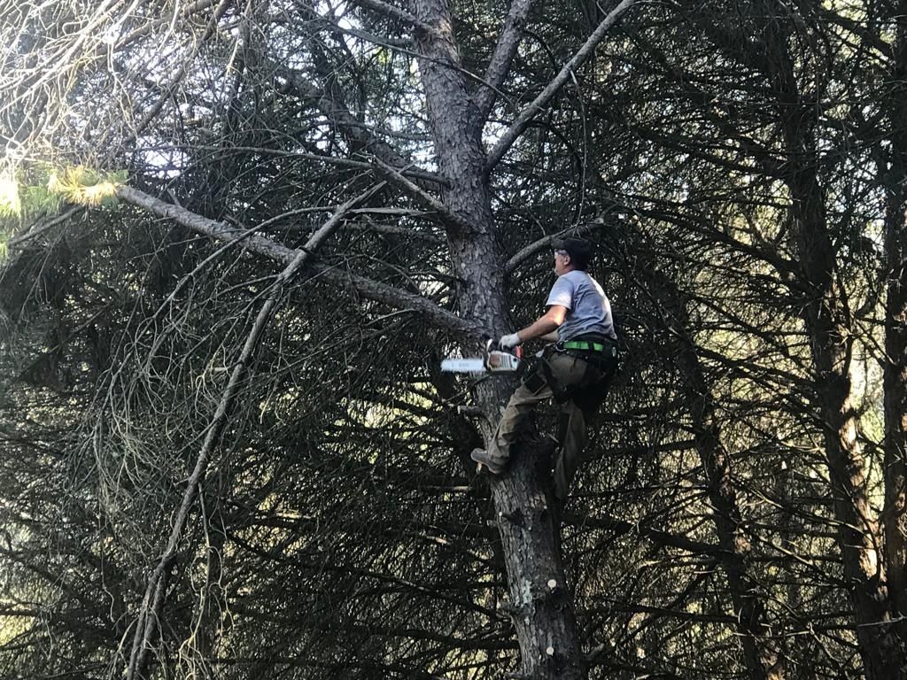 Construção e manutenção de jardim e limpeza de terenos e quarta árvore