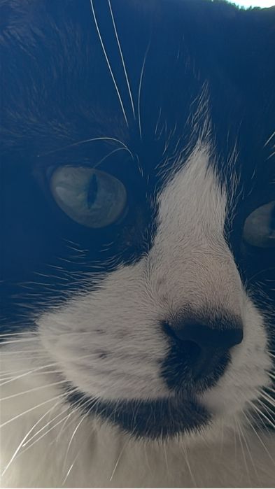Cuidadora de gato