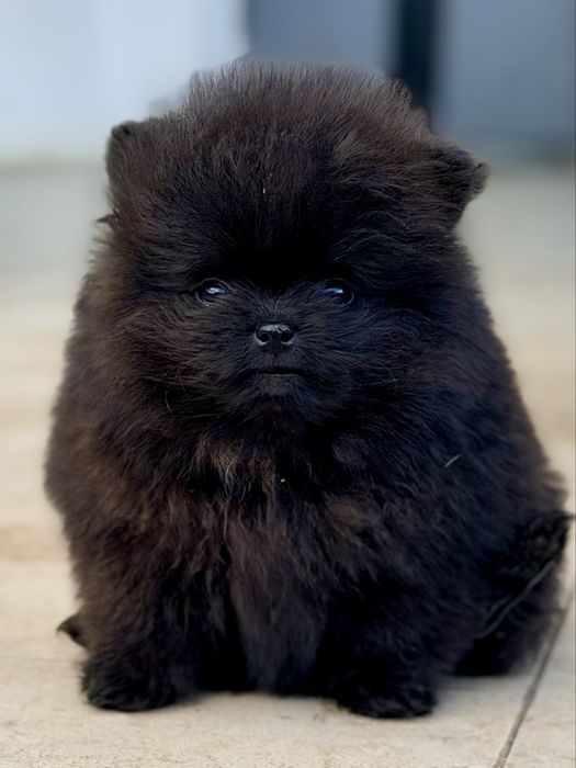Szpic miniaturowy pomeranian