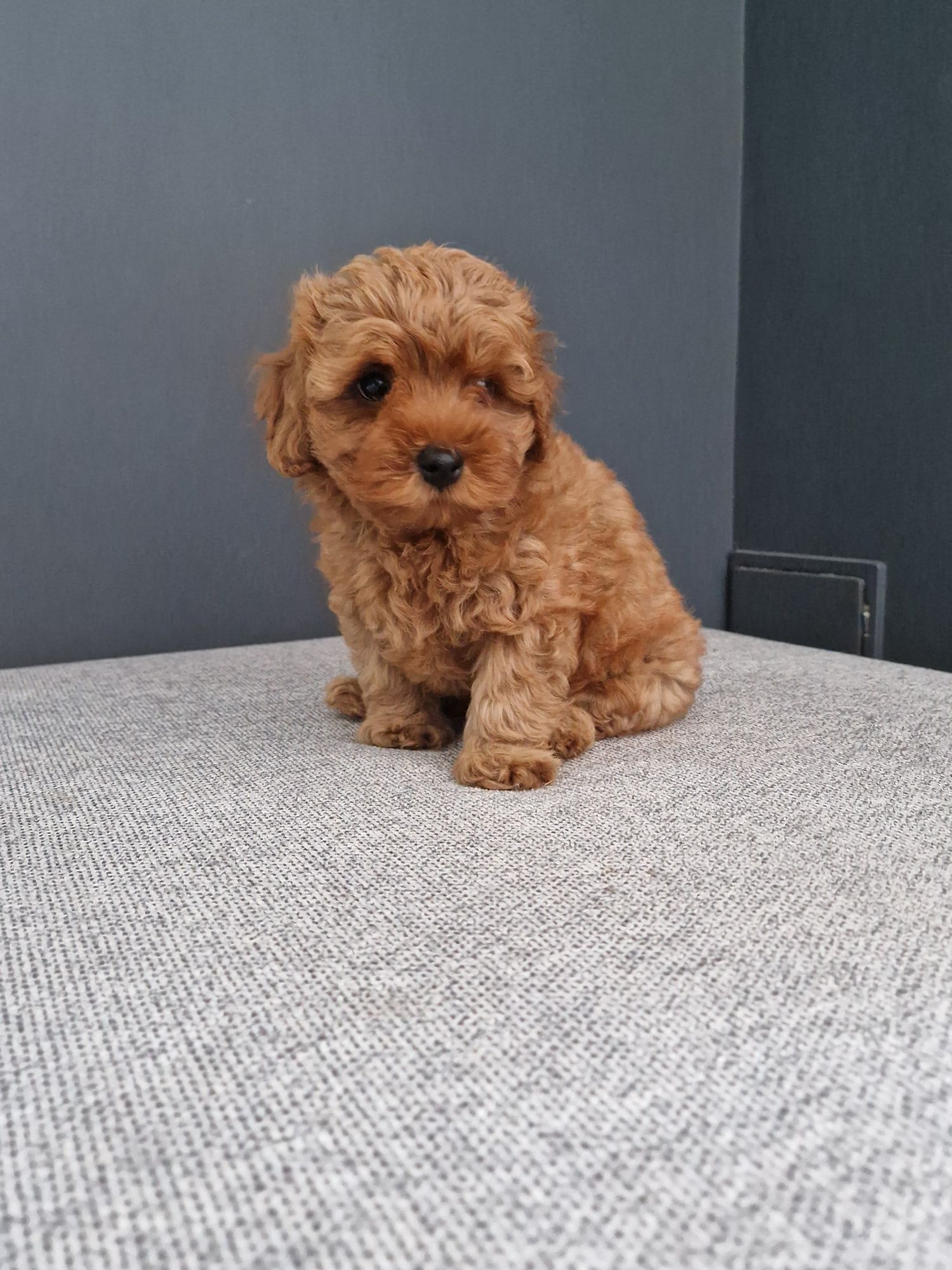 Maltipoo f1b Chłopiec xxs