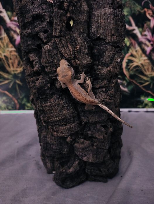 młody gekon orzęsiony Harley Quinn