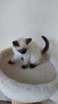 Przecudny koteczek ragdoll