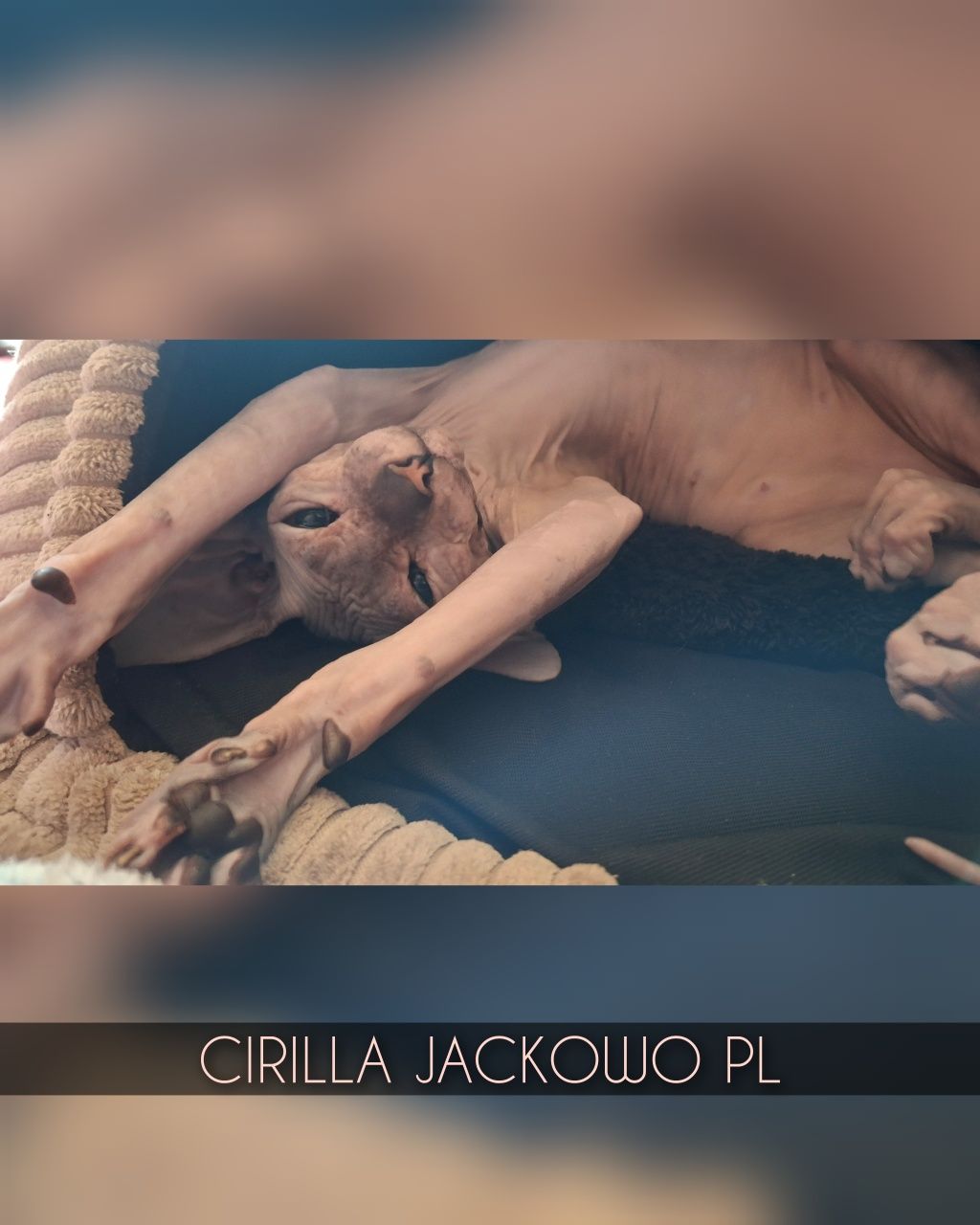 Sfinks Doński/Don Sphynx, CIRILLA - piękna kotka szylkretka, miot C.