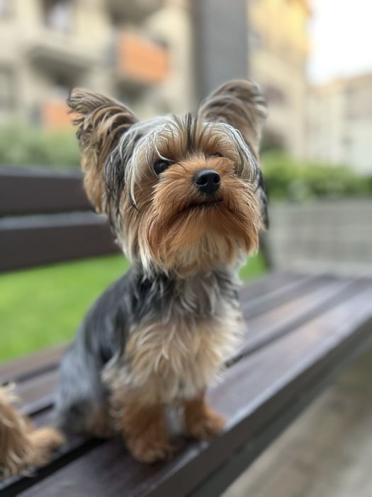 Yorkshire terrier