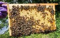 Бджолопакети, бджолосім‘ї  породи Українська Степова