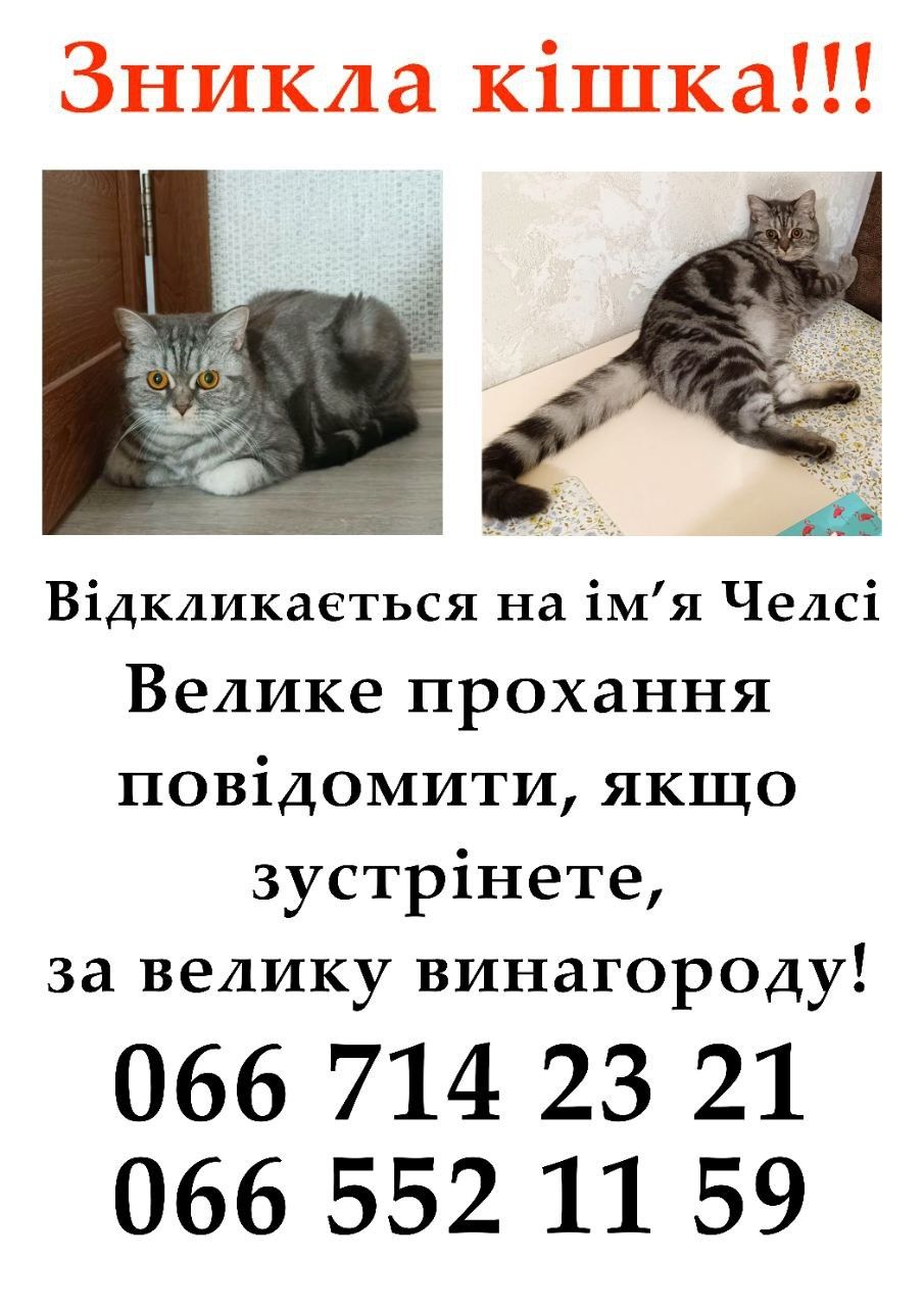 Пропала Кішка в Борисполі!