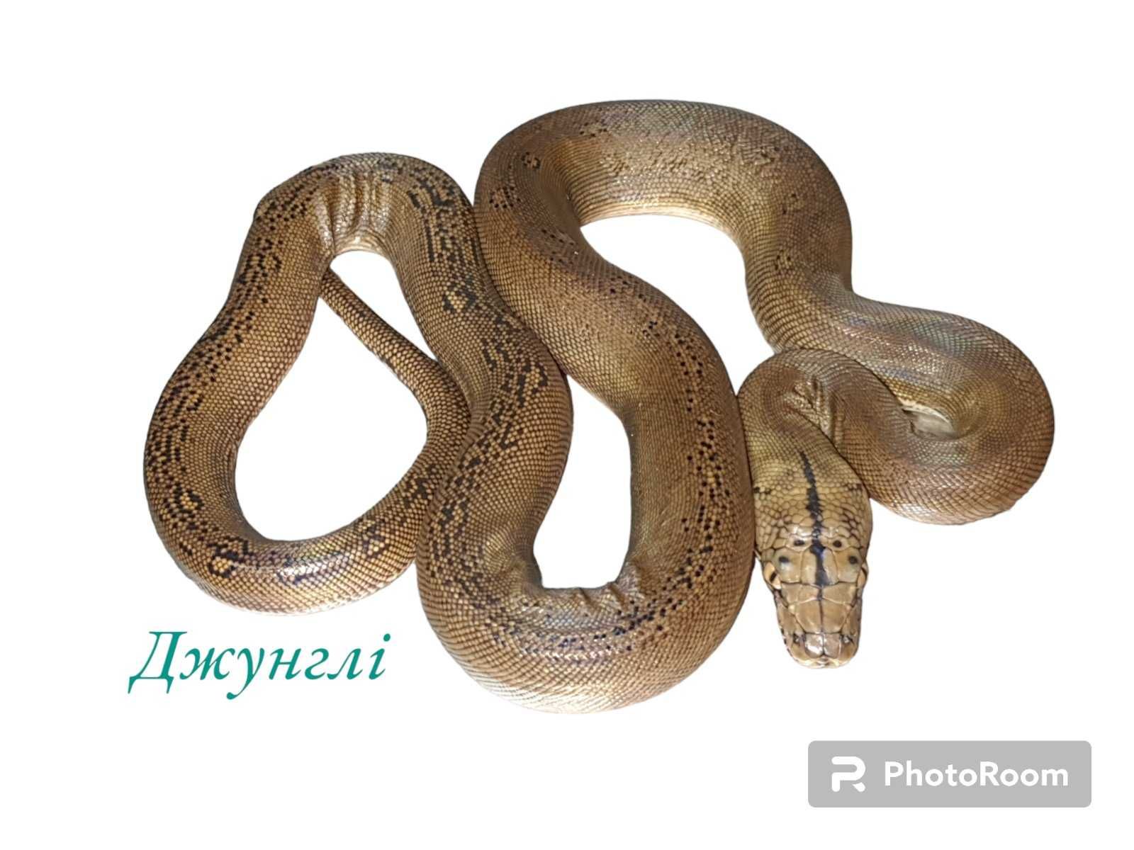 Сетчатый питон (Python reticulatus)