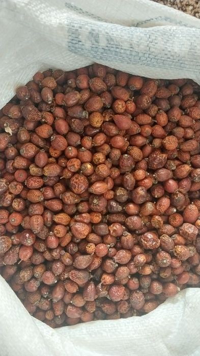 Шипшина сушена/ Шиповник