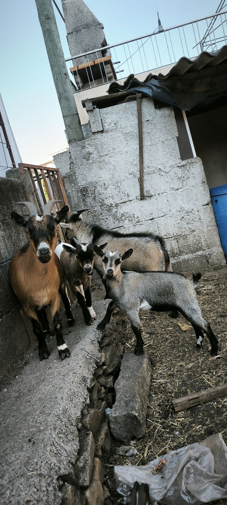 cabras anãs desde 70€