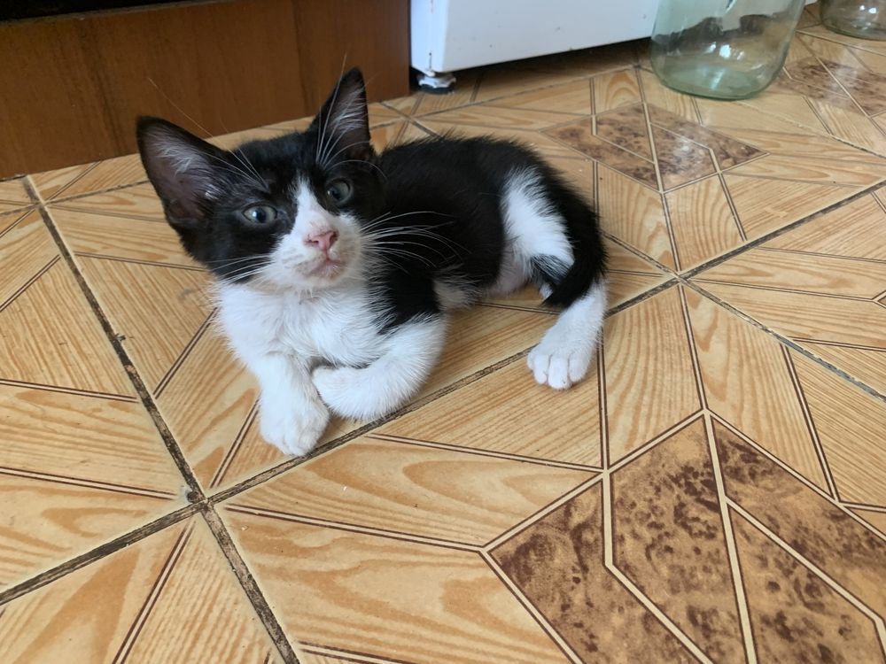 Отдам миленького котенка в хорошие руки