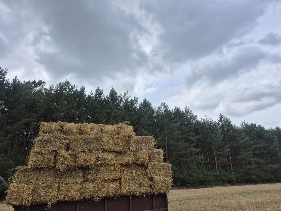 Słoma w kostce suchutka