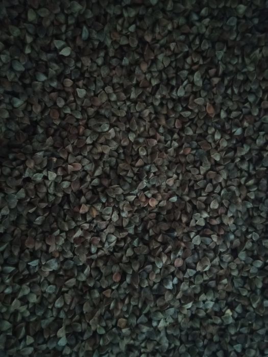 Продам гречку посівну сорту Арно.