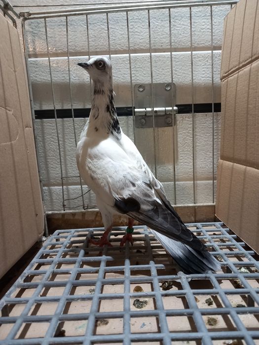 Wiedeński samiec 2025r.