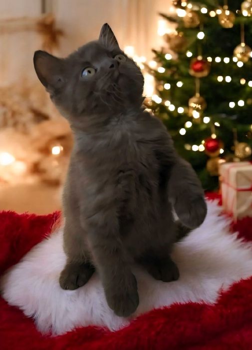 British Shothair chocolate macho com Lop