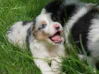 Border collie - Blue Merle Tri Color