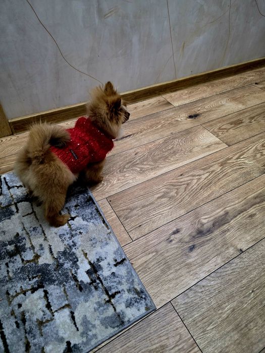 Szpic miniaturowy Pomeranian Boo sunieczka 2xszczepienia legowisko