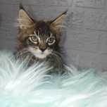 Maine Coon chłopczyk