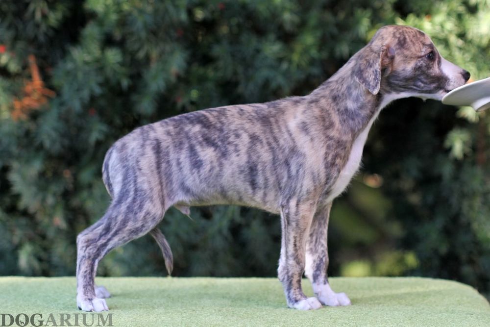 Samczyk tygrysek whippet Jadeit szuka odpowiedzialnego domu