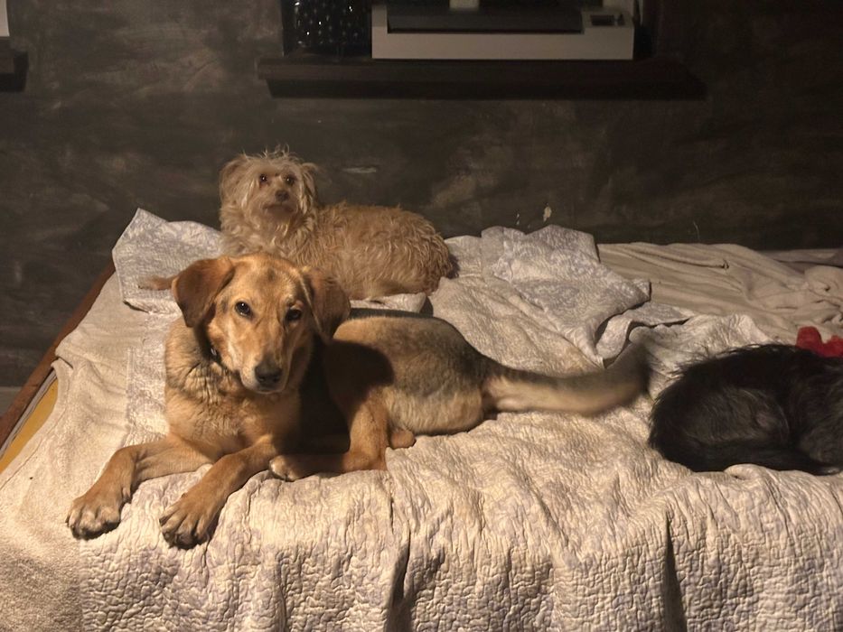 Suczka do adopcji LADY