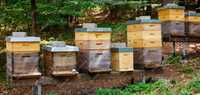 Enxames (núcleos) de abelhas 2024