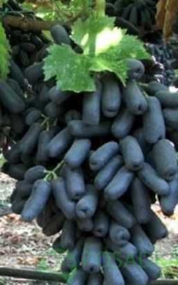 виноград кіш-міш Хеллоуін , Аватар  в контейнері