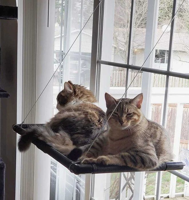 Hamak okienny dla kotów