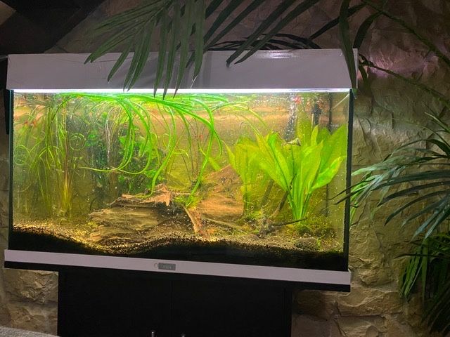 Aquario Juwel com peixes , plantas  naturais pronto a funcionar!