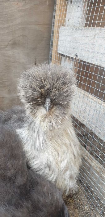 Silki kogutki młode i jaja lęgowe.
