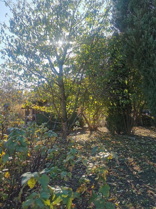 Działka ROD Solec Kujawski 530m z Domkiem