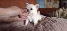 Chihuahua rodowód FCI długowłosy