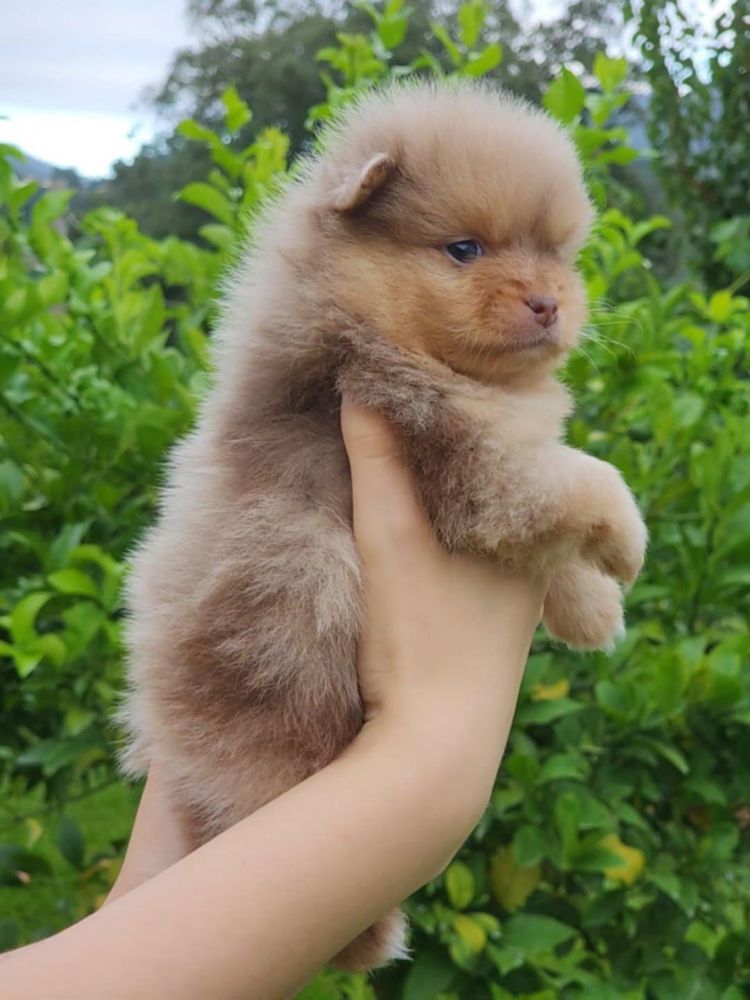 Spitz alemão merle