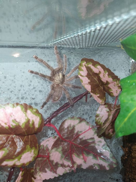 Caribena laeta dorosłe samice