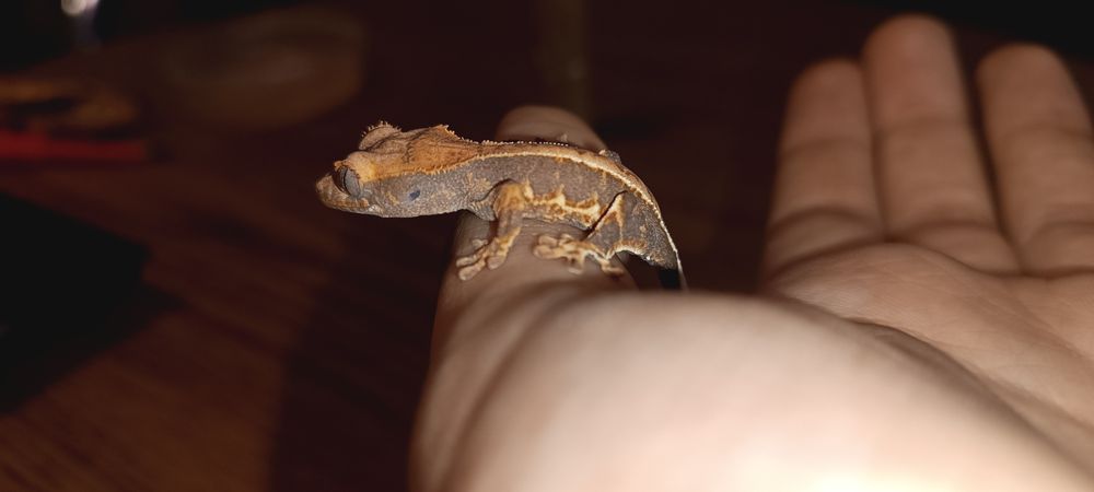 Gekon orzęsiony Lilly white