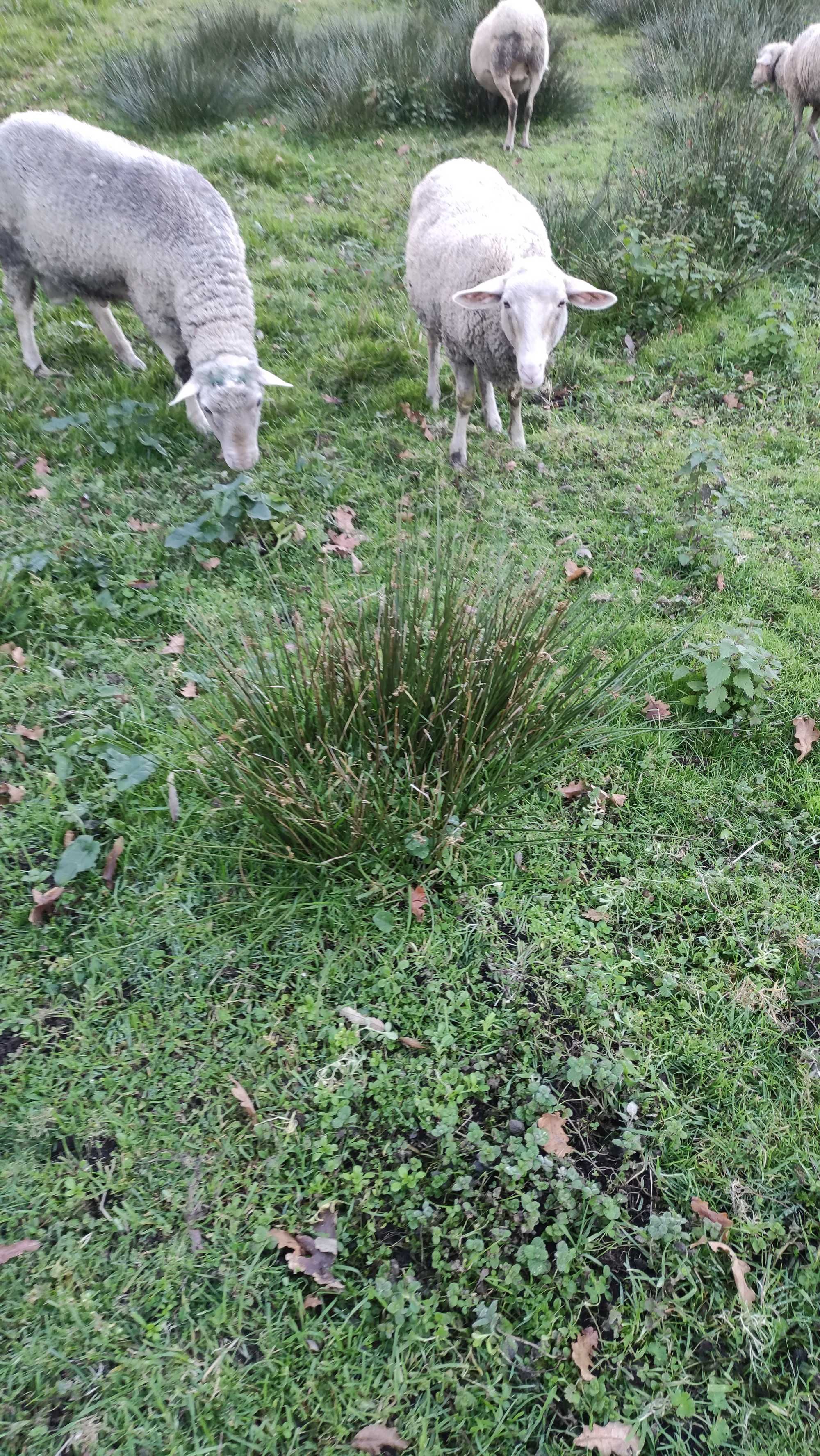 Vendo borrega já tosquiada,e possivelmente prenha