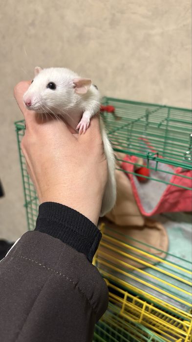 Крисятка девочки