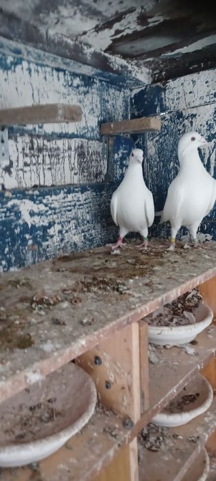 Sprzedam gołębie białe i czerwone płowę pocztowe  większość  białych