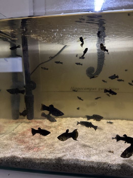 Molinesia Lira Molly